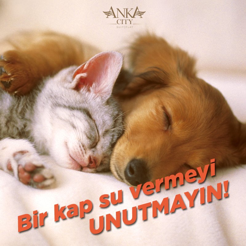 Bu sıcak havalarda, minik dostlarımızı da unutmayalım!

ankacity.com.tr | (0312) 223 7 000
