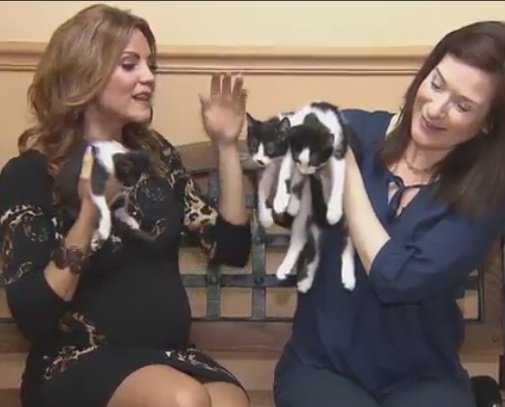 Caring about the strays: The cutest #kittens -- Larry, Curly and Moe bit.ly/2a7ew7e?utm_me… https://t.co/sCI2exsszZ