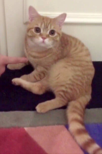 Luhan was swapping between Korean and Chinese talking to his cat, I'm sure the cat was confused af