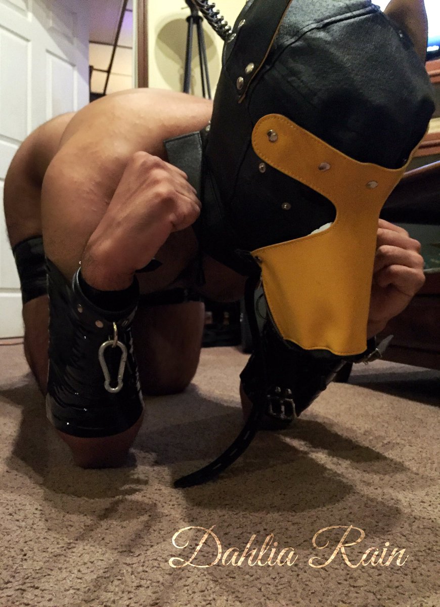 DahliaRain's tweet photo. Look at this cute little puppy that wandered into my stable last night! #Dahliasgoodboys #puppyplay https://t.co/GYxc9wsR6g