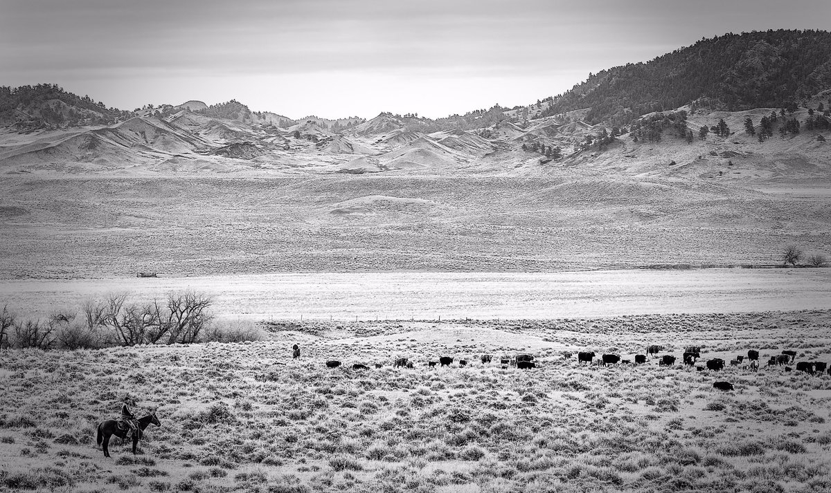 ranchlogs's tweet photo. IX Ranch cattle on the move. It's dry and we don't let them linger. #landstewardship #beefbusiness #ixranch #grazing https://t.co/t2hn3Ywnoq