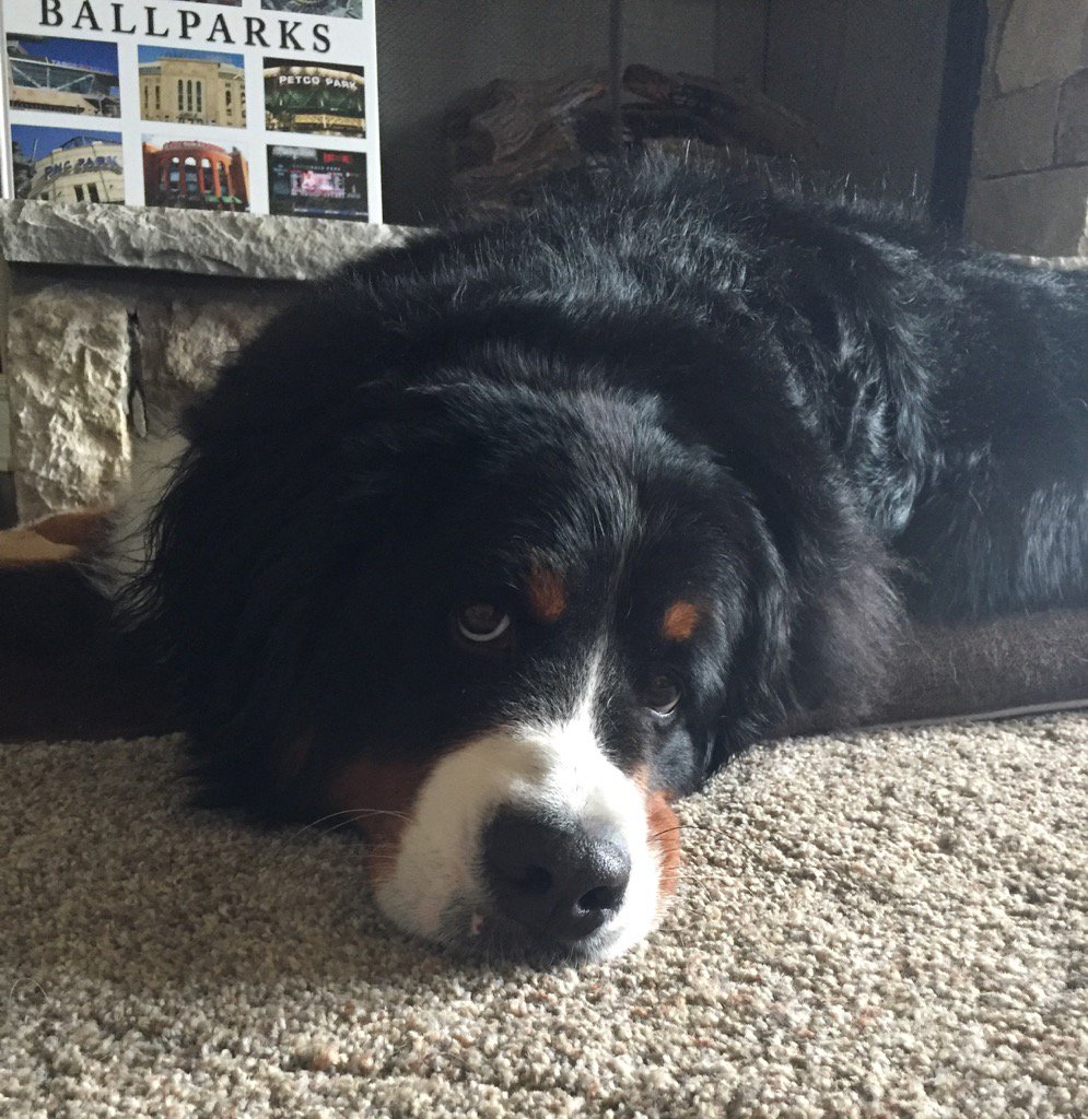 SwissMiss_Sasha's tweet photo. Dog days of summer....โ๏ธ๐ฅโ๏ธ#enoughalready #bernerproblems https://t.co/crfWXasJ8U