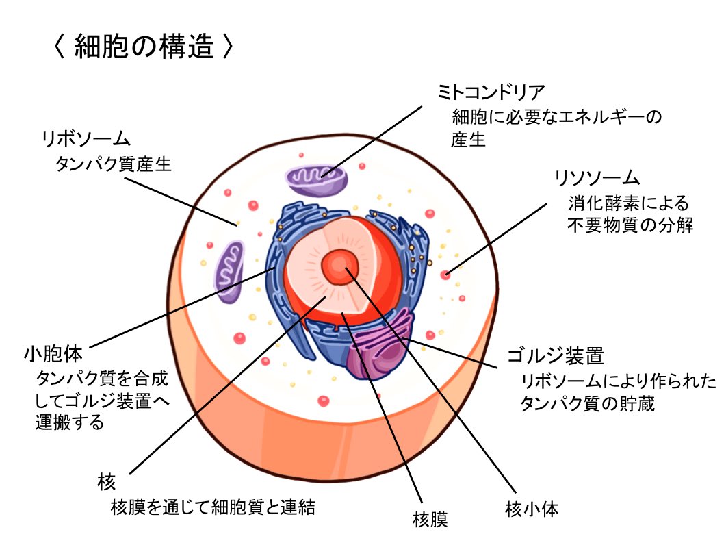 歯科衛生士のための一問一答 Pa Twitter 化学的エネルギーは Atpを加水分解して生じます Atpは主に細胞内小器官である ミトコンドリアのtca回路で生成されます タンパク質の合成 小胞体 リボソーム ゴルジ体 タンパク質の修飾 歯科衛生士のための一問一答 Pa Twitter 化学的エネルギーは Atpを加水分解して生じます Atpは主に細胞内小器官である ミトコンドリアのtca回路で生成されます タンパク質の合成 小胞体 リボソーム ゴルジ体 タンパク質の修飾