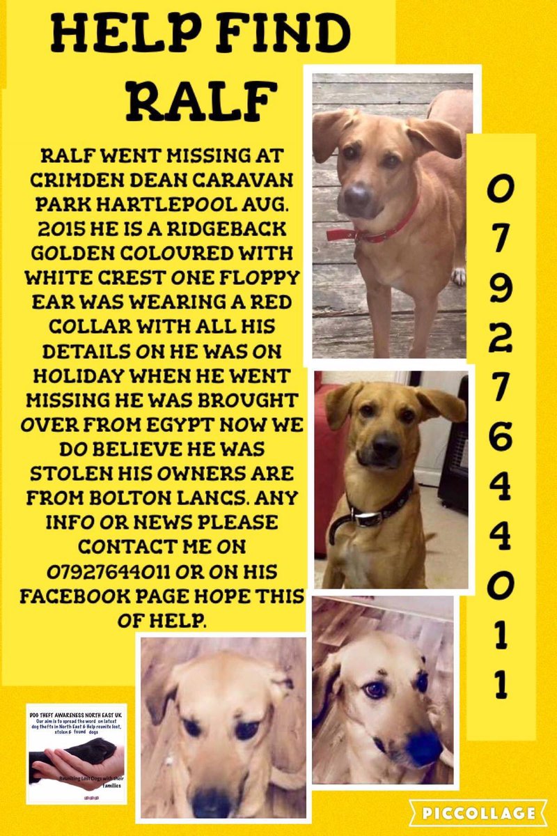 missingpets505's tweet photo. Please RT #HelpFindRalf #Missing 10/08/15 #CrimdonDene #Hartlepool #Teeside #NorthEast @LostboxUK TY https://t.co/65e9wcESMe