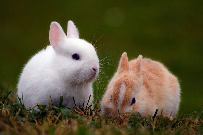 Andrew_Medic's tweet photo. When #rabbits get excited, they jump and twist at the same time. This is called a binky. https://t.co/VZQaDoBj0n https://t.co/chu6evogH2
