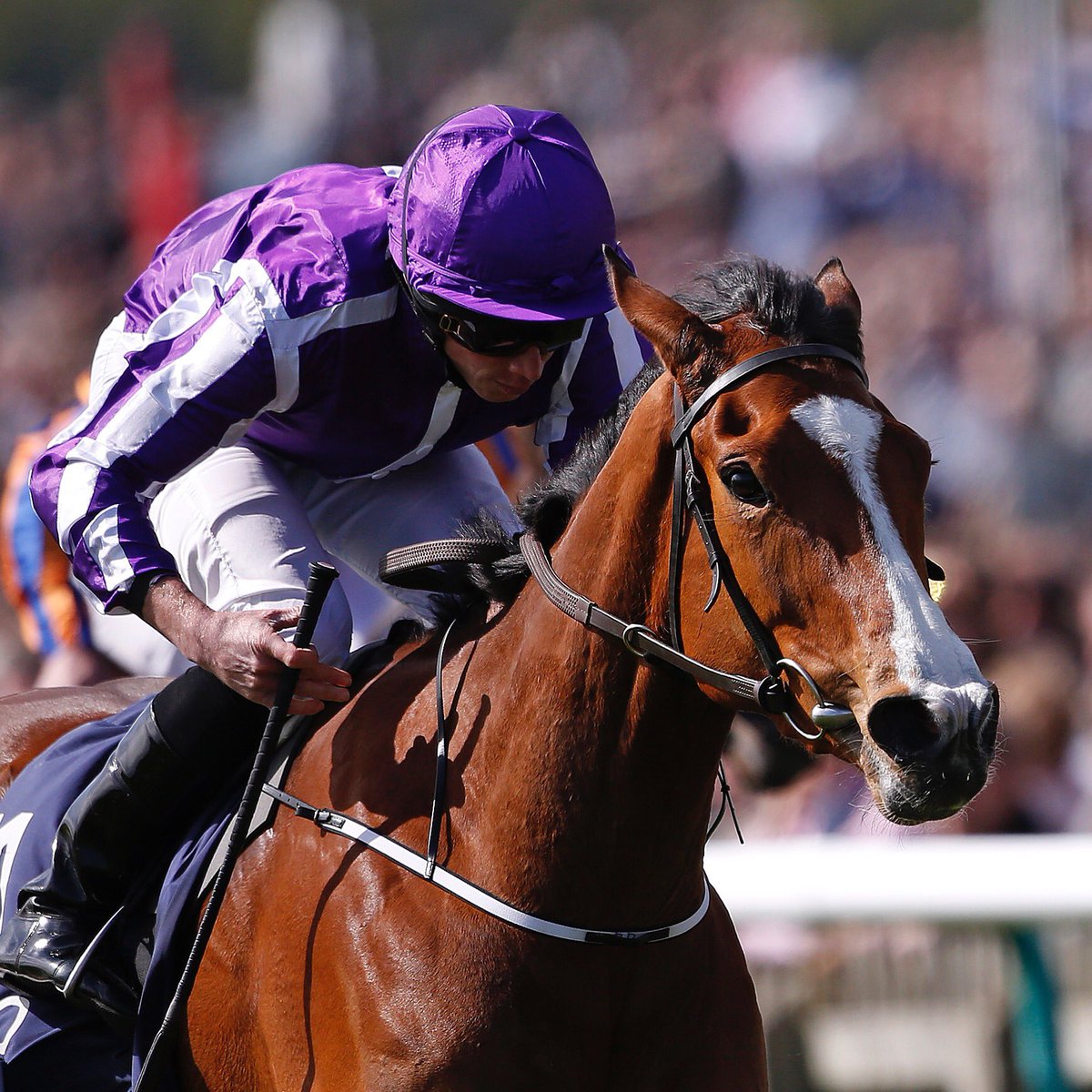 AtTheRaces's tweet photo. Minding - seven victories, six Group 1s and an average winning distance of over three lengths ⭐️ https://t.co/seu9dEZ83U