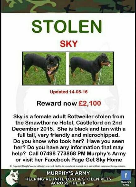 LisaLisaw1's tweet image. Please RT #GetSkyHome #MissingDog #Stolen 02/12/15 #Castleford #Yorkshire @getskyhome #stoppettheft