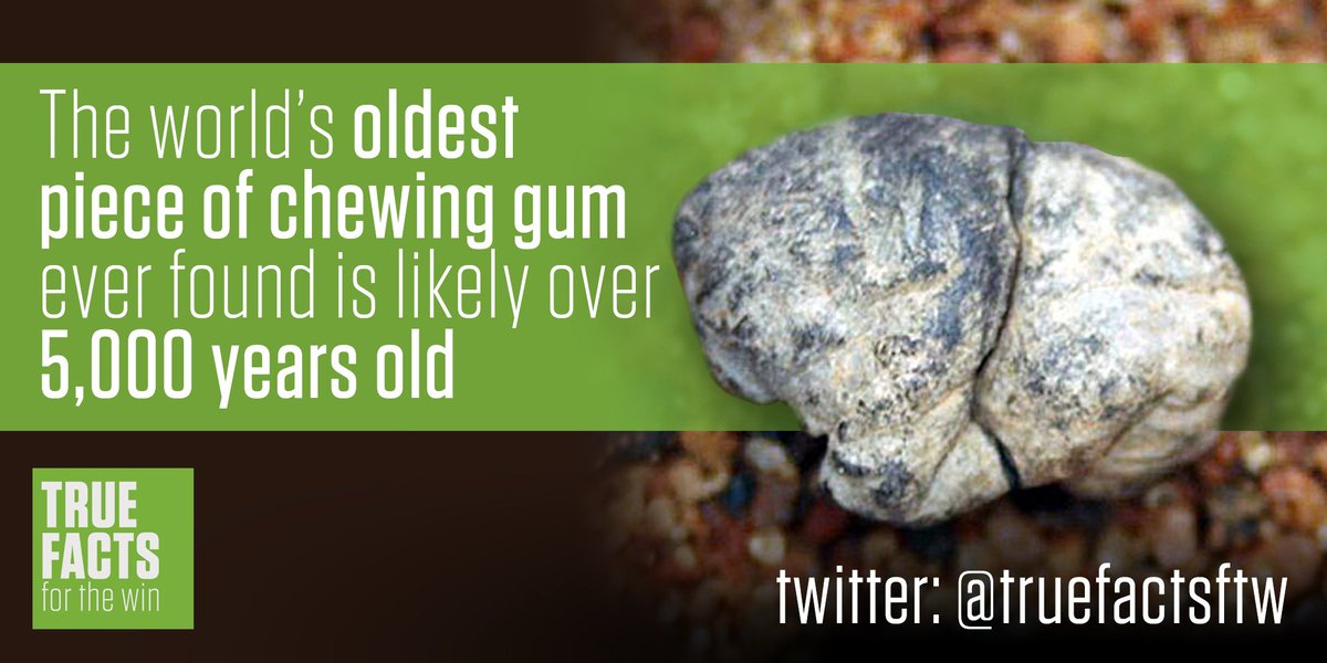 How old is the worlds oldest piece of chewing gum Truefacts Truefactsftw Twitter