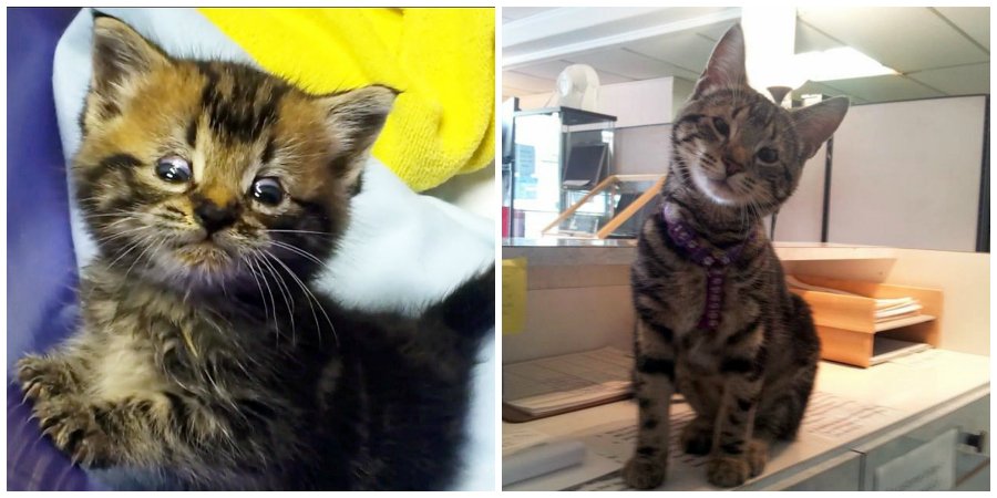 PetSmartChariTs's tweet photo. Despite a rare birth defect, this kitten was adopted within 15 minutes of being available: https://t.co/9E9YYNAqOq https://t.co/pkBULLwMEl