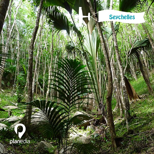 mytriptoblog's tweet photo. Vallée de Mai, Seychelles #planedia #travel #search #plan #go https://t.co/YcFGo9gFw1