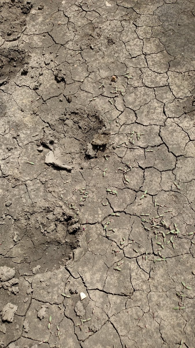 Rarely is a bear the lessor of two evils...