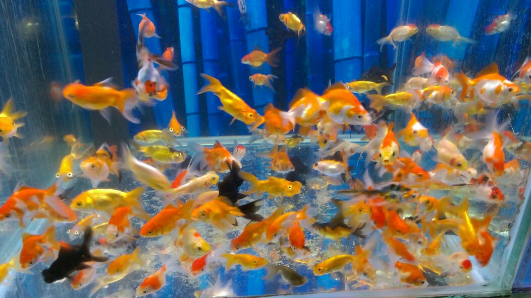 ELF AKVARYUM TOPTAN VE PARAKENDE

ARADIĞINIZ BÜTÜN BALIKLAR TEMİN EDİLİR