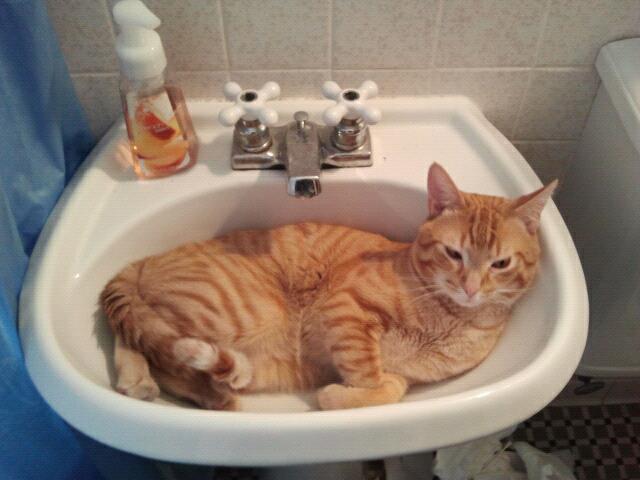 Wood_Psych's tweet photo. Chumpy says #Happy #Caturday! #mrowmrow https://t.co/gHe5E3ro59