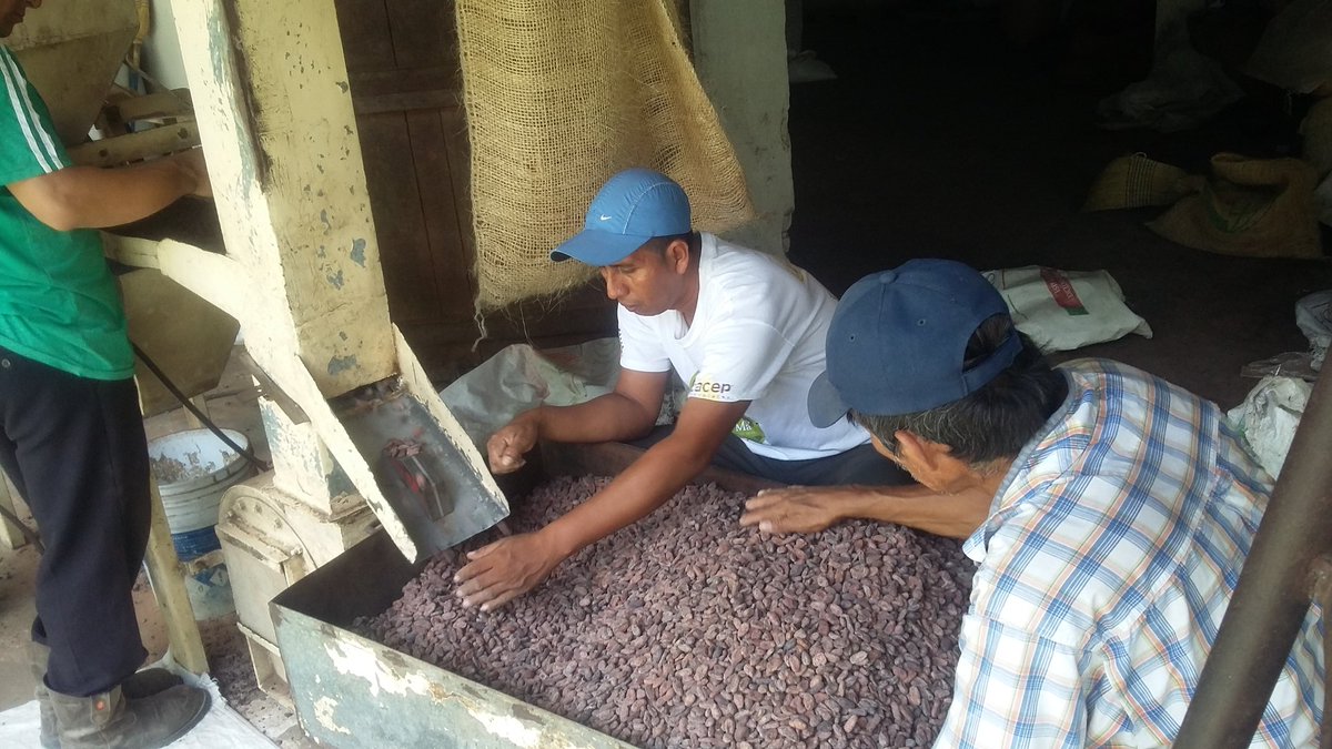ExcursionesG4's tweet image. Cacao al natural