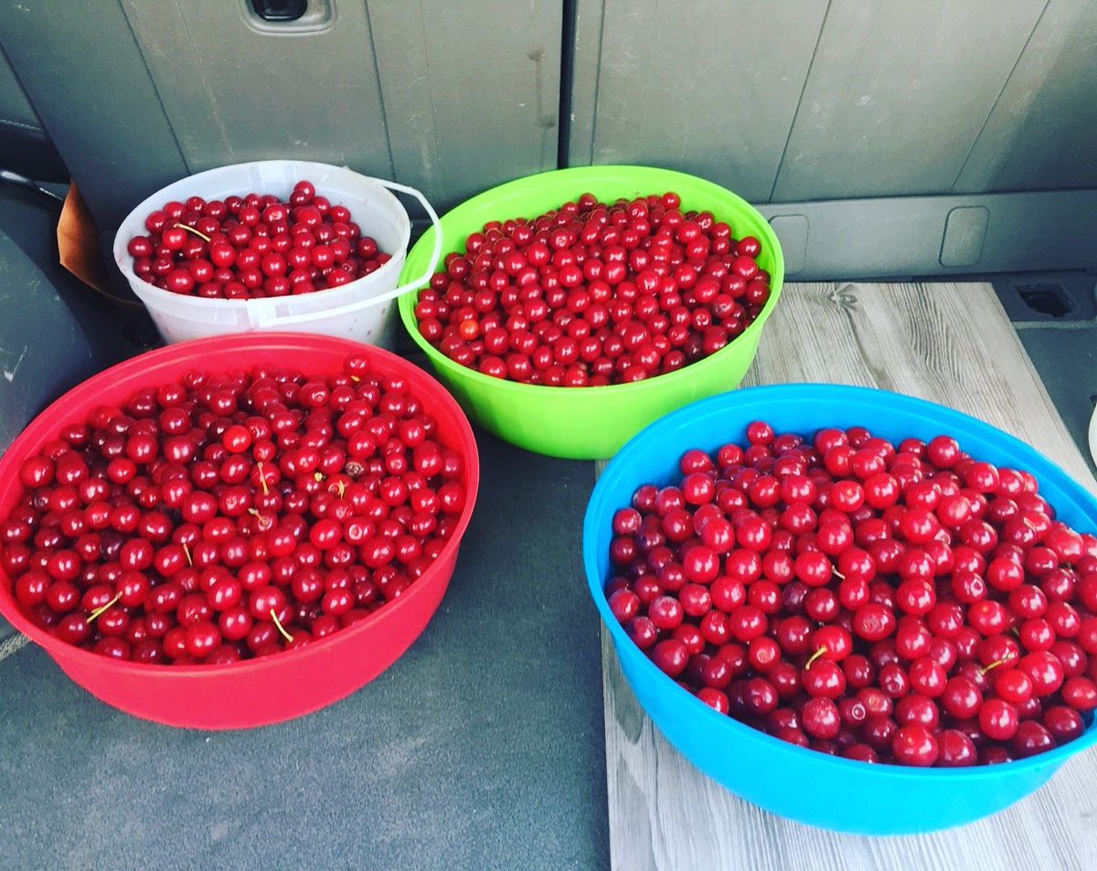 judeh_jood's tweet photo. Cherry love 😍😍❤❤
#cherryseason #fruitlove #cherriesfordays https://t.co/QpUBQYI7bD
