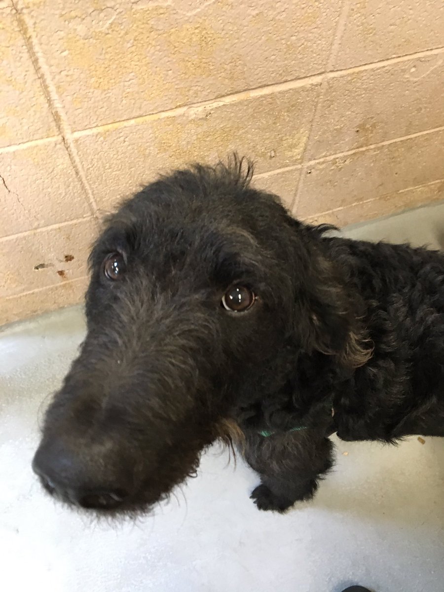 budgarrison's tweet photo. Come meet Buzz from @MultCoPets at the @petsmart in Gresham, OR. #dogs #multcopets #Portland #PDX #petsmart https://t.co/7VOnMjo7Tr