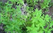 plantasmedicina's tweet photo. La hierbaluisa es una de las plantas básicas para combatir el estrés. https://t.co/3XGh71PEme https://t.co/maYniL7dyI