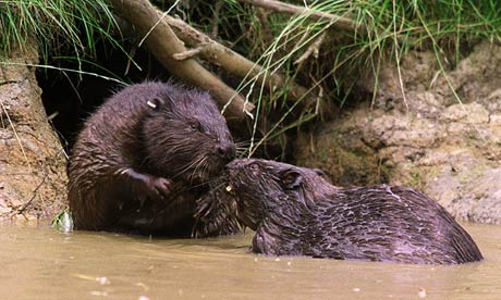 dtdchange's tweet photo. Call for decision on future of beavers in Scotland
https://t.co/8macUH2TAf #rewilding https://t.co/txSf14XLts