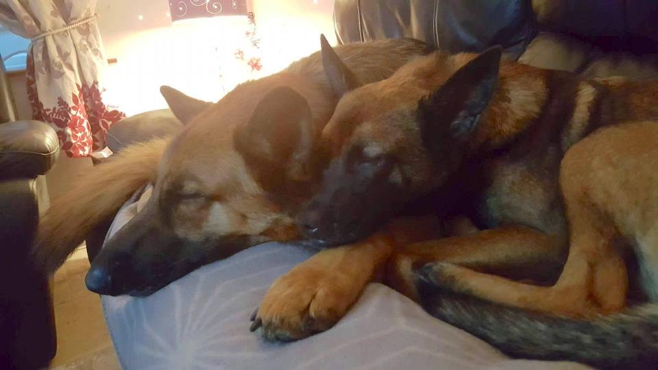 Awwww…meet little malinois X Stella: facebook.com/BlackRetriever…