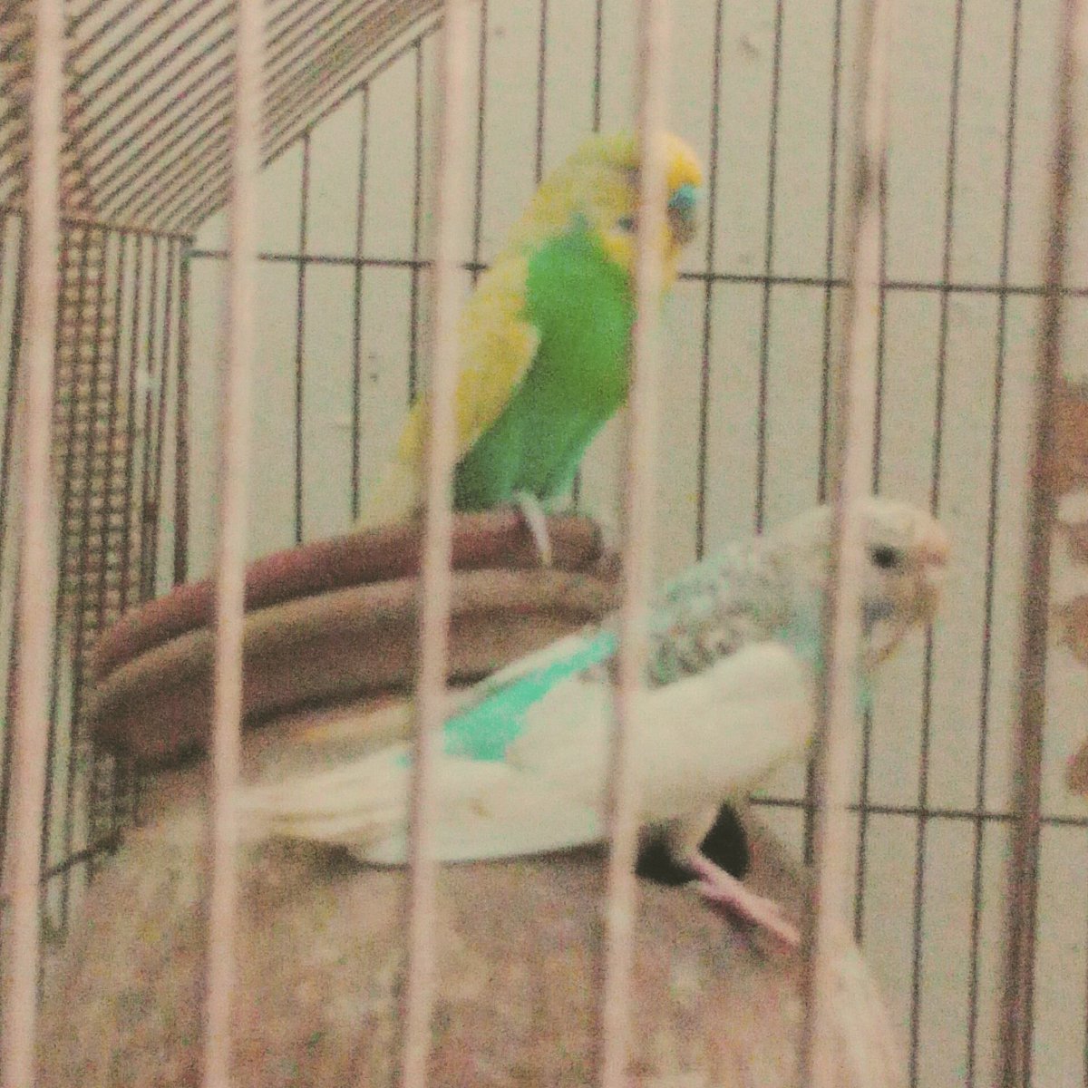 iqraimran1212's tweet photo. Love my #Aussieparrots.. #pets #loveparrots..#beautiful https://t.co/lcuWEOv1MX