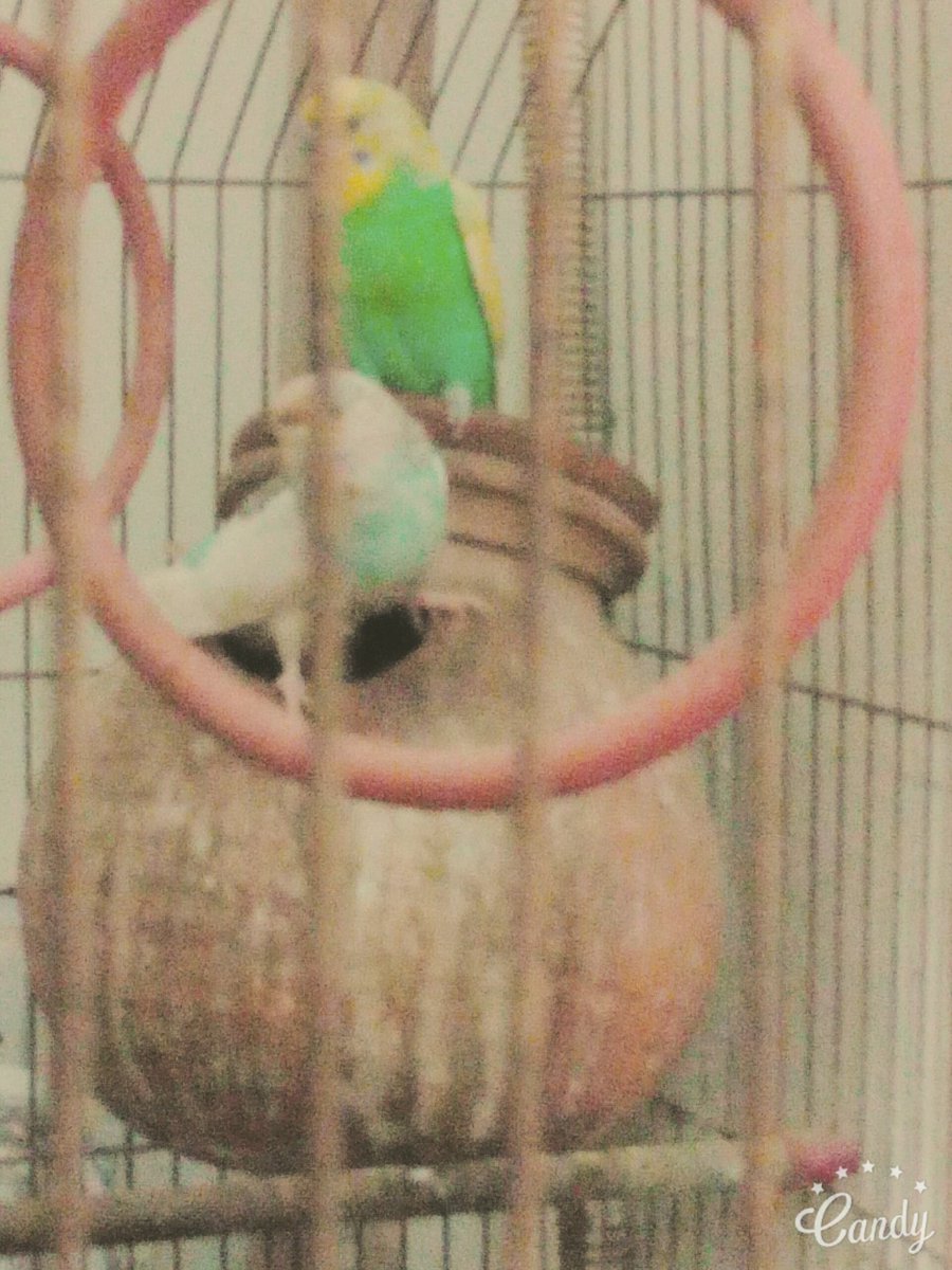iqraimran1212's tweet photo. Love my #Aussieparrots.. #pets #loveparrots..#beautiful https://t.co/lcuWEOv1MX