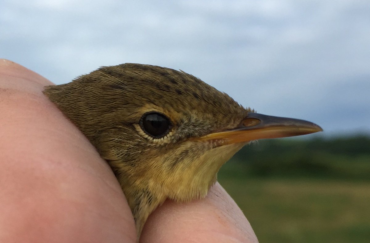 OwainGabb's tweet photo. Oxwich #birdringing 30 July signs of migration See: https://t.co/KnKNfKH3IH @Emma_Owl_Cole @BTO_Cymru @goweros @_BTO https://t.co/kmykEKkLCo
