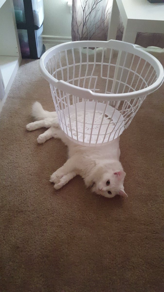 tonyanicolee's tweet photo. What can you stack on your cat? #CatStacks #Caturday #MischingAround https://t.co/804zSVfyda