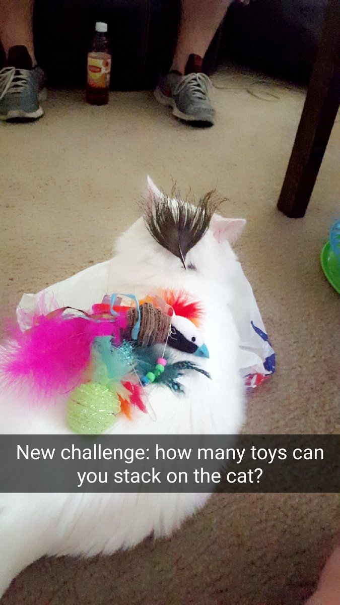 tonyanicolee's tweet photo. What can you stack on your cat? #CatStacks #Caturday #MischingAround https://t.co/804zSVfyda