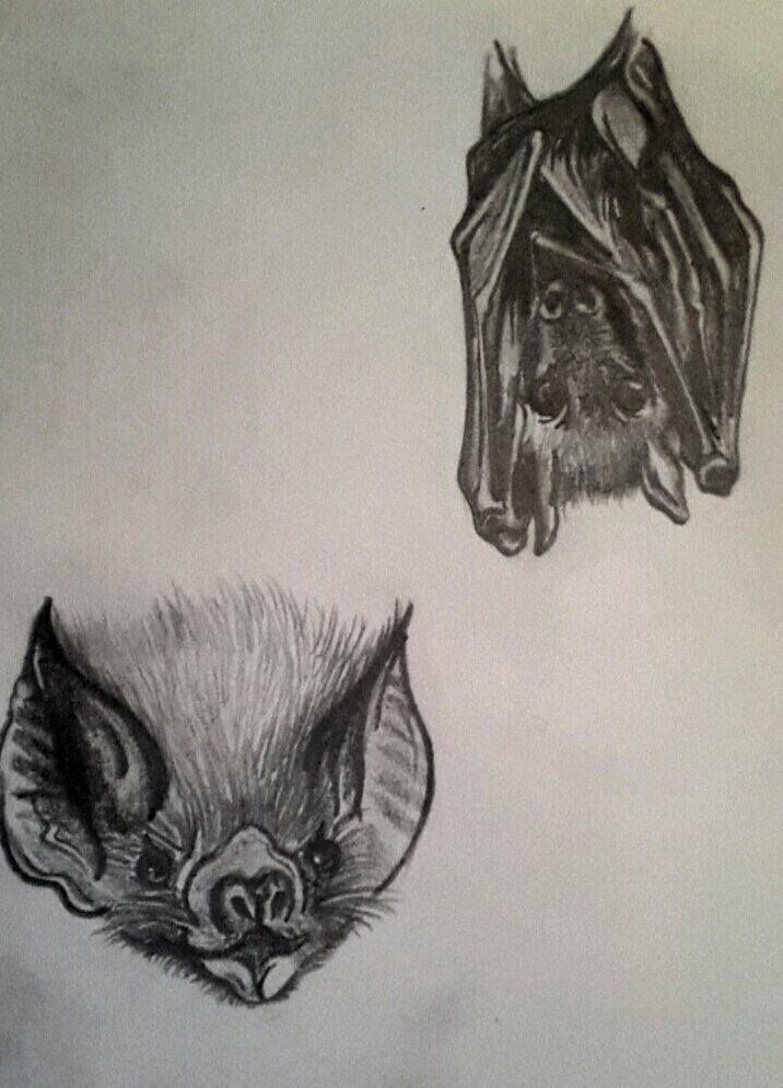 CustomiseStuff's tweet image. Love it when I have time to sketch!
Did you know #bats are my favourite animals?
#AmDrawing #LittleBallOfFur #Kitten