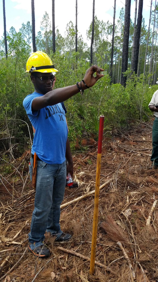 NFinFlorida's tweet photo. YCC intern on the Oseola NF uses a prism to measure a basal area of longleaf pine.
#BasalArea
#LongleafPine
#YCC https://t.co/S3E5bo4Xqi