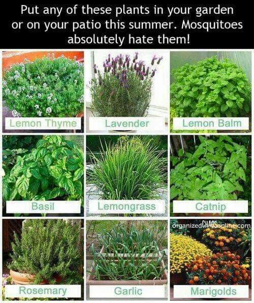 pdxbugman's tweet photo. Mosquitoes be gone! 

#homehacks #gardening #outdoor https://t.co/aq0EqsC24a