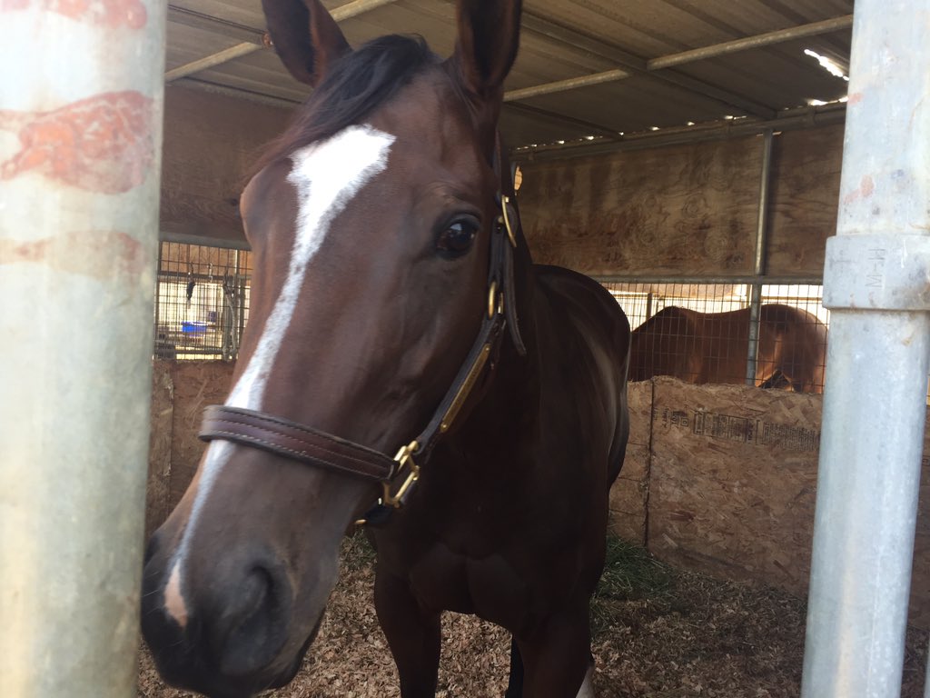 RadleyEquine's tweet photo. RIZZI'S HONORS saying hi @dan_blacker https://t.co/l9iRIMTYv9