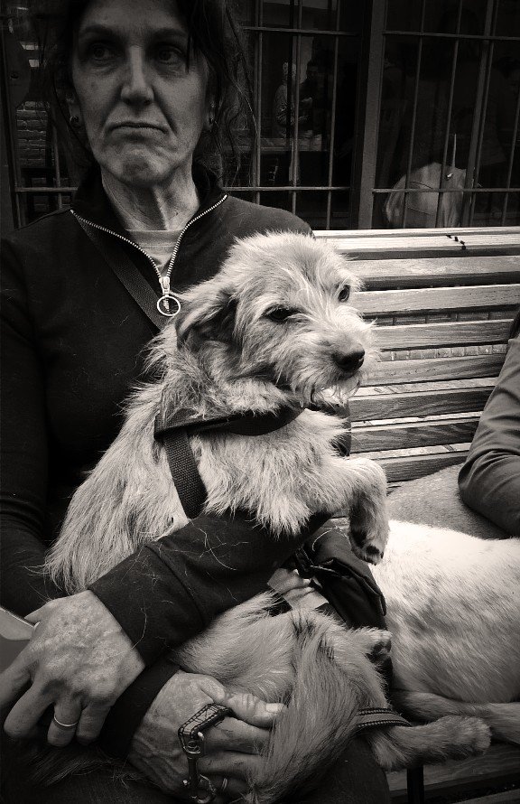modaenboga_uy's tweet photo. No pueden más de amorosos: Juegan, mimosean y duermen con nosotros #AdoptarNoEsUnaModa #RAZAPERRO ❤🐶❤ @ASHcomUY https://t.co/rA1brvt3xr