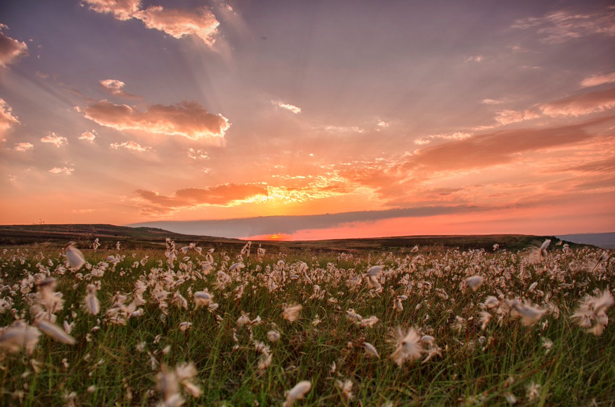 Cotton grass at sunset on Ilkley Moor.