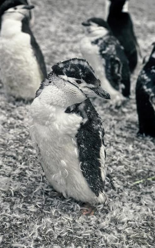 samhain_soul's tweet image. @BAS_News    Please save the chinstrap penguins!  #gishwhesLovesSmellyPenguins #Tattooed_Hippogriff