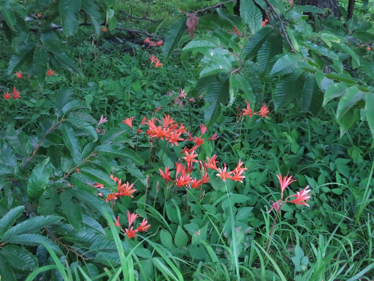 四季の企画室 野の Na Twitteru 夏のオレンジ色の花 の中で最後に咲き出すキツネノカミソリ 栗の木の下の日陰でよく見かけますが 今年は 例年見かけない土手 などにも群生しています カミソリのかたちに似ているといわれる葉は花のあとから ヒガンバナ科です
