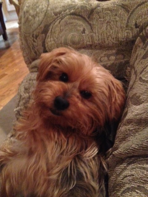 PetsFetch's tweet photo. we love pet sitting this adorbs baby! #dogsoftwitter #dogs #Houston #yorkie https://t.co/GCatV6P3A9