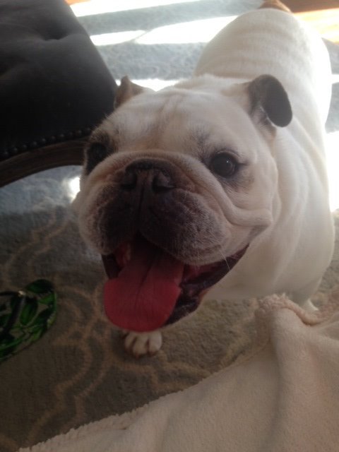 PetsFetch's tweet photo. We love seeing a happy puppy face when we arrive! #dogsoftwitter #Houston #Bulldogs #dogs https://t.co/lPo8EMntDD