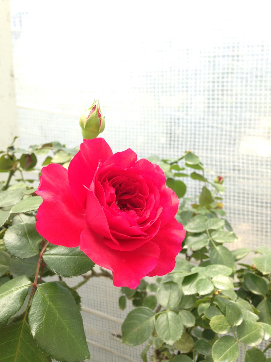 Milla Yang 薔薇露荷葉雨菊花霜冷香庭戶梅梢月斜人影孤恨薄情四時辜負 Milla Yang 薔薇露荷葉雨菊花霜冷香庭戶梅梢月斜人影孤恨薄情四時辜負
