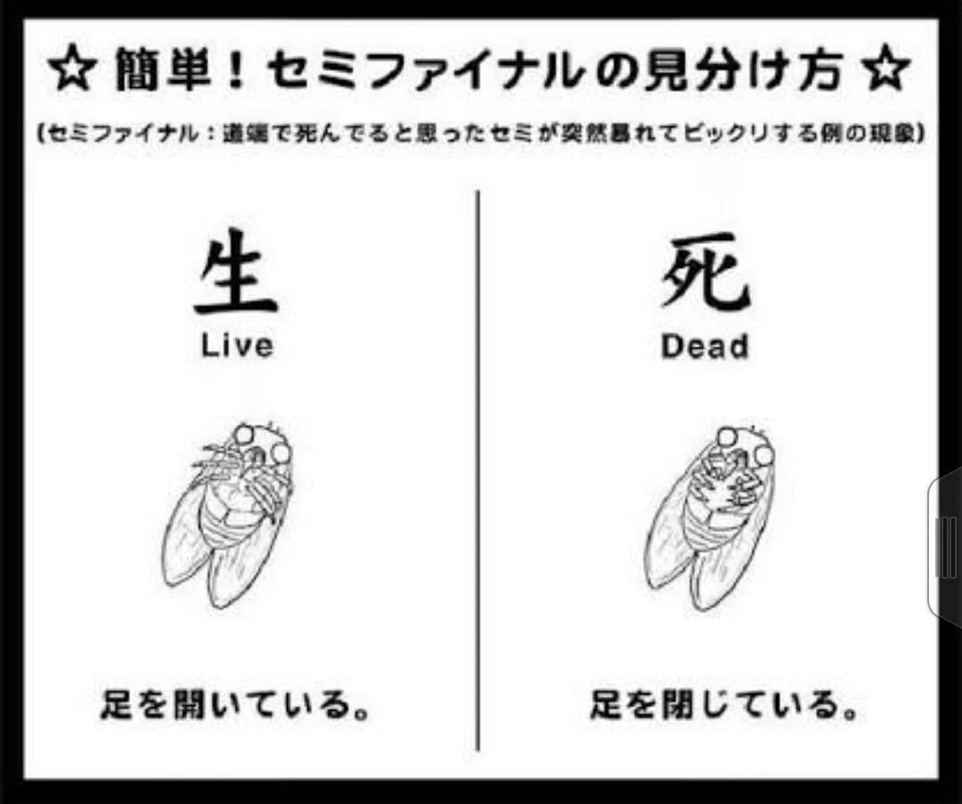 セミファイナルｗセミが死んだかどうか見分ける方法が役立つｗｗｗ