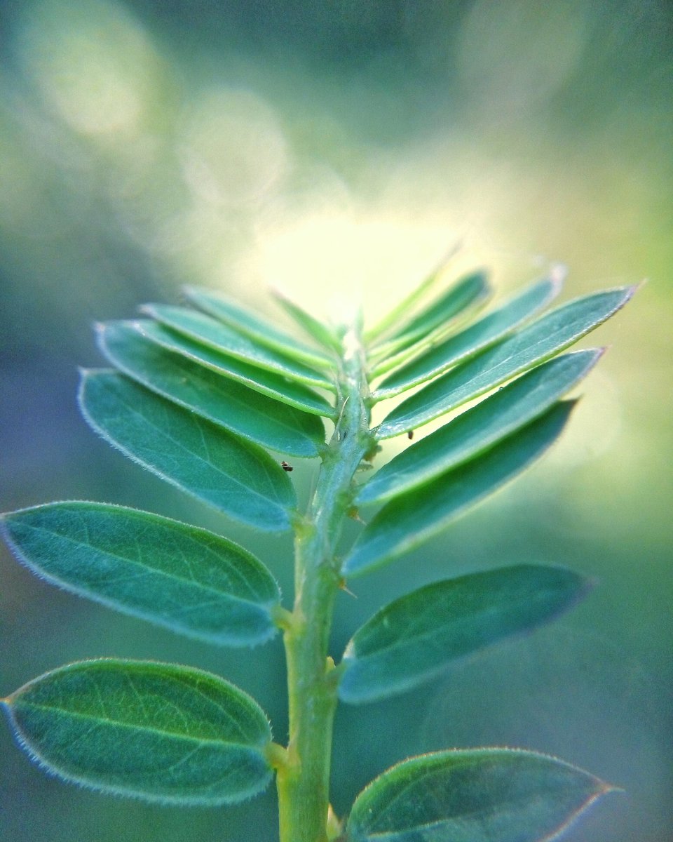 masbe07's tweet photo. Pagi #phonegraphy #trenggalek #macro #macrophotography #mobilephotography #nature #coferone #xiaomicamera #kofipon https://t.co/zX5LiOIZpk