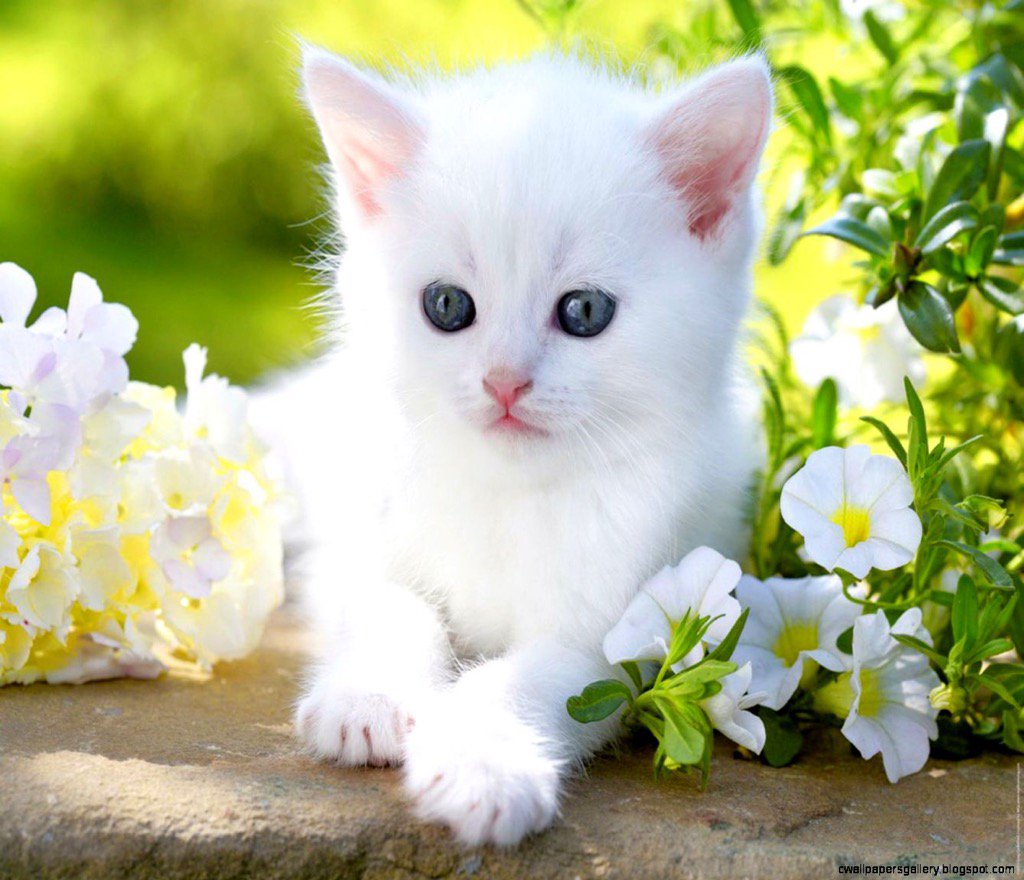 dilruba_lees's tweet photo. “The smallest feline is a masterpiece”.          
- Leonardo da Vinci.  
 https://t.co/zrZKJgJmUQ