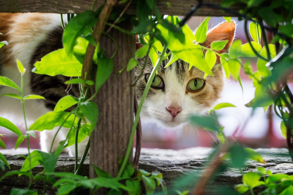 Oldfolky2's tweet photo. @YourCatmagazine I'm not coming out ... Well maybe ... Just for dreamies! https://t.co/gFFvIyl4Er