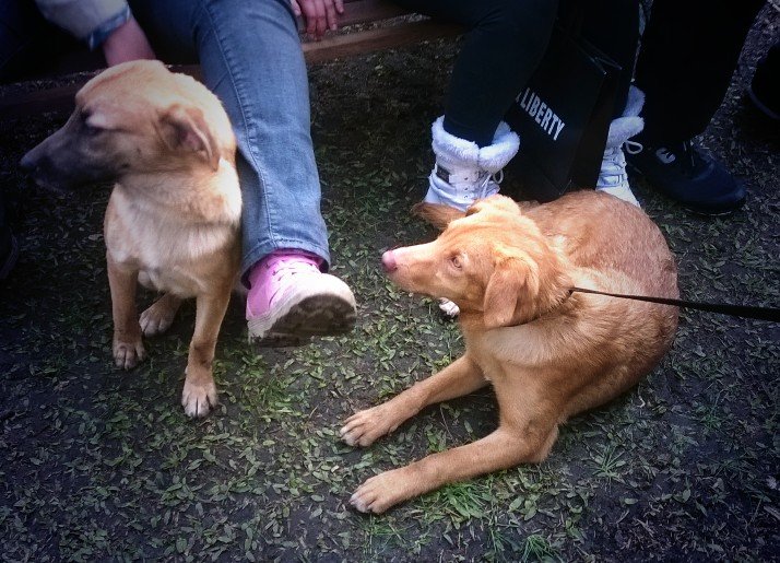 lauritapvilaboa's tweet photo. Porque #AdoptarNoEsUnaModa ❤ Linda jornada de adopción de @ASHcomUY junto a @blackandliberty #RAZAPERRO https://t.co/JTGFdaww2U