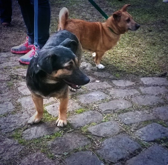 lauritapvilaboa's tweet photo. Porque #AdoptarNoEsUnaModa ❤ Linda jornada de adopción de @ASHcomUY junto a @blackandliberty #RAZAPERRO https://t.co/JTGFdaww2U
