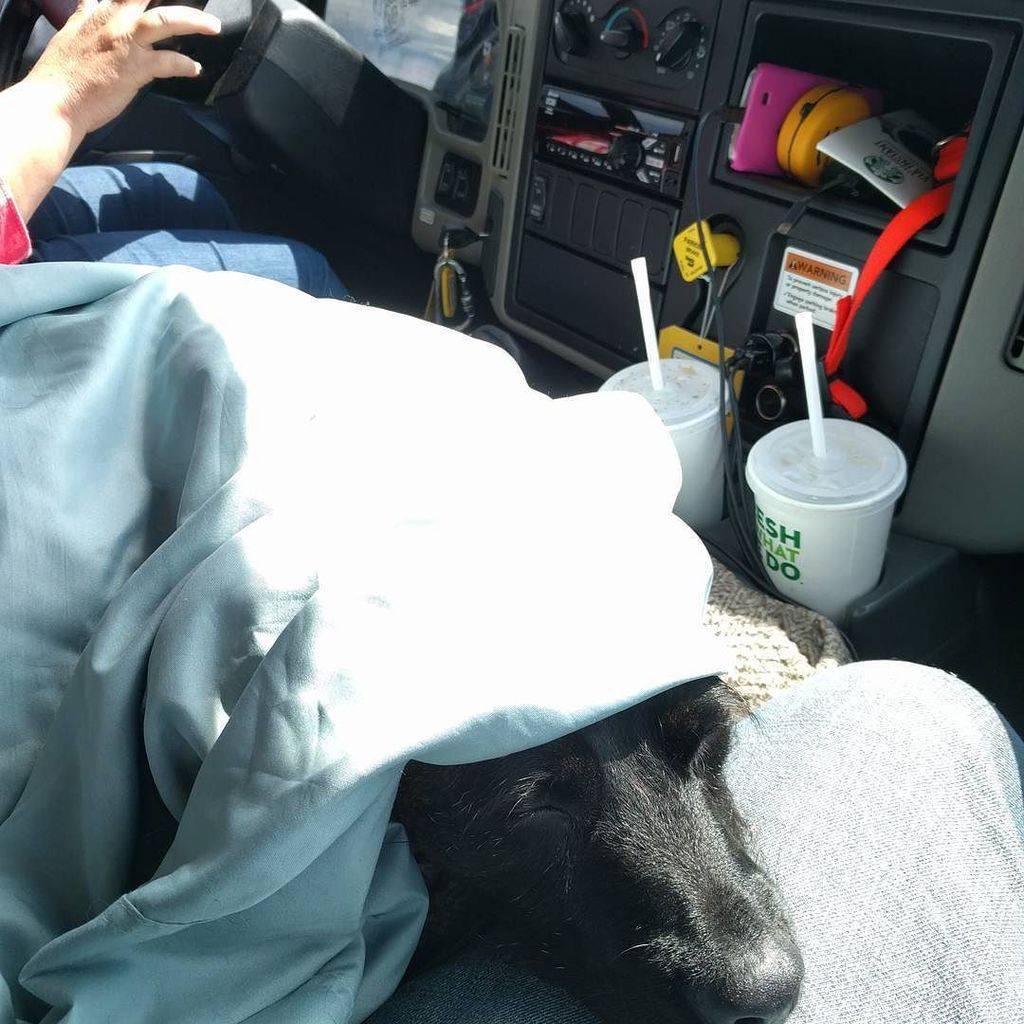 BandipurNate's tweet photo. Truckn' 
#OhioToOregon 
#penske
#Movingsucks
#roadtripwithmom 
#dogroadtrip 
#dogsofinstagram 
#naptime https://t.co/sLozdiAGfa
