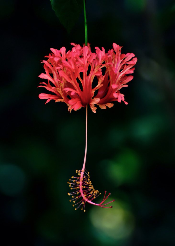 草木のこと Hibiscus Schizopetalus ハイビスカス スキゾペタルス その風に揺らぐ姿から風鈴仏桑華の和名 英語圏ではジャパニーズ ランタンと呼ばれることも また花が珊瑚にも見えることからコーラルハイビスカスとも呼ばれる T Co Vsqxhvztxg