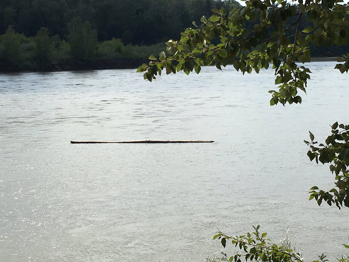 Coffee_Baileys's tweet photo. Hey boaters on #yeg #NSask river today - each out for random logs floating down the middle. #river #safety https://t.co/BGhYU5qTEZ