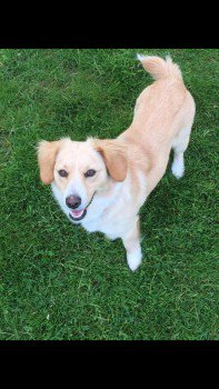 DogLostUK tweet picture
