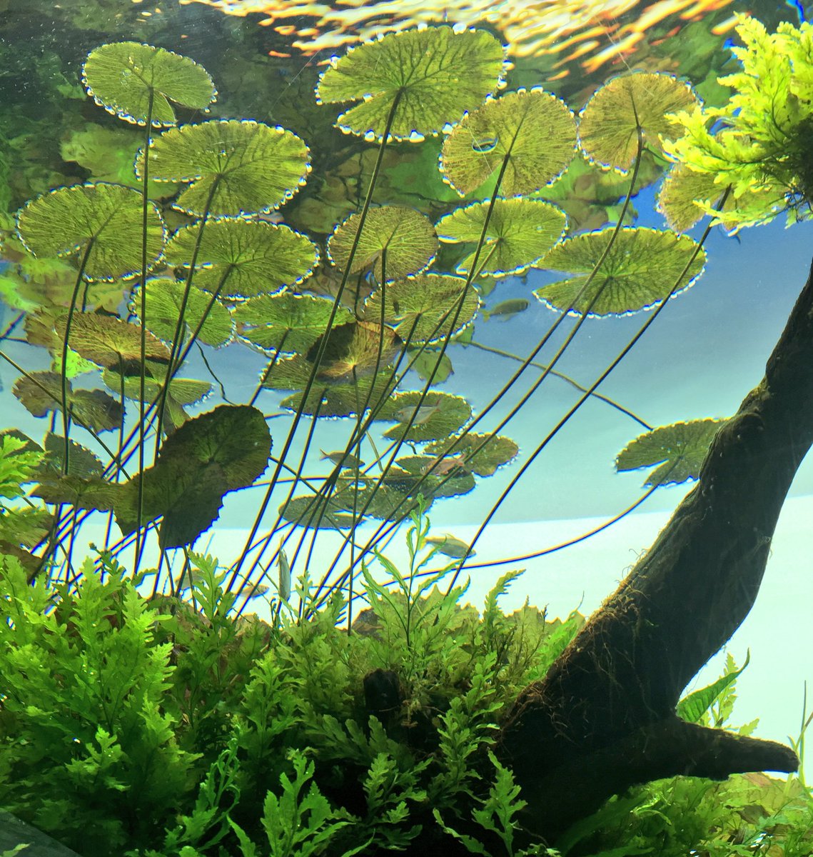 mitabuntyo's tweet photo. 暑いので涼しげな写真を(ヽ´ω｀)すみだ水族館、綺麗だったなぁ https://t.co/DJAKpBLNcq